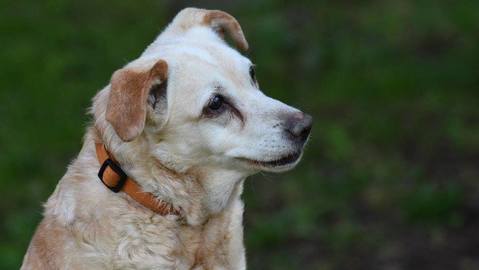 Barrandov pomáhá - Daphne