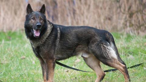 Barrandov pomáhá - Dasty