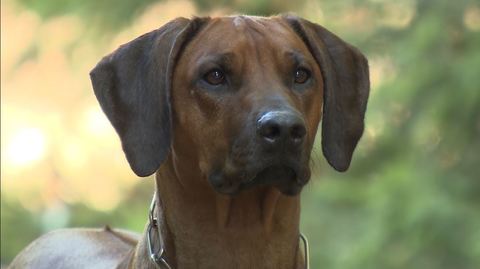Barrandov pomáhá - Lilly