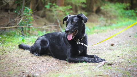 Barrandov pomáhá - Fredy