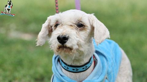 Barrandov pomáhá - Monty