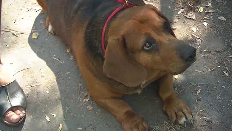 Barrandov pomáhá - Alf