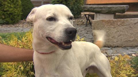 Barrandov pomáhá - Milouš