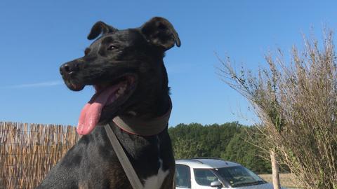 Barrandov pomáhá - Jack