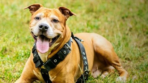 Barrandov pomáhá - Sid