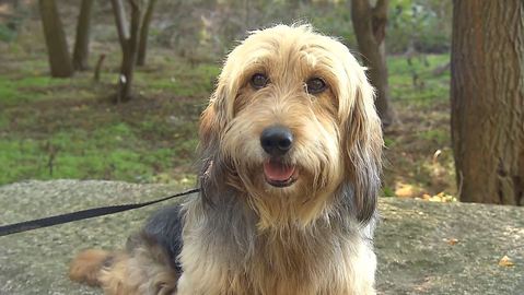 Barrandov pomáhá - Fík