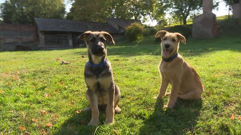 Barrandov pomáhá - Lucky a Simon