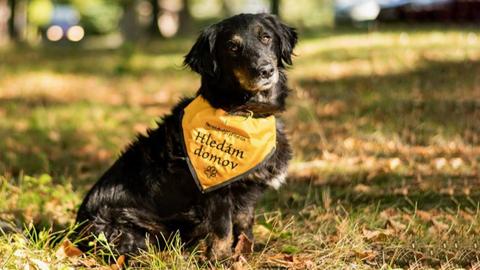 Barrandov pomáhá - Dobby