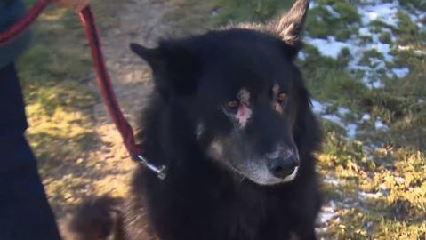 Barrandov pomáhá - Rocky