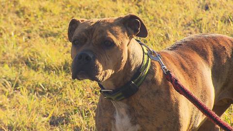 Barrandov pomáhá - Donna