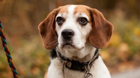 Barrandov pomáhá - Rufus