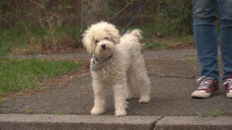 Barrandov pomáhá - Čaki