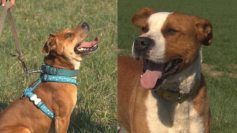 Barrandov pomáhá - Akim a Rocky