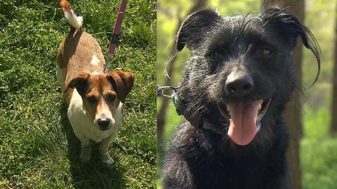 Barrandov pomáhá - Čiko a Ben