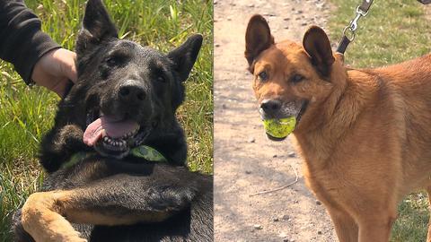 Barrandov pomáhá - Deny a Ben