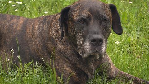 Barrandov pomáhá - Baron