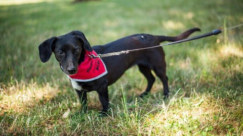 Barrandov pomáhá - Terinka