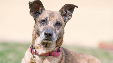 Barrandov pomáhá - Bak