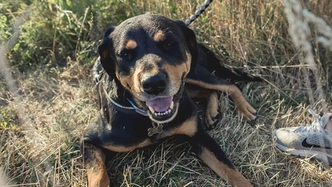 Barrandov pomáhá - Mendy