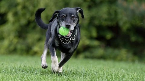 Barrandov pomáhá - Baddy