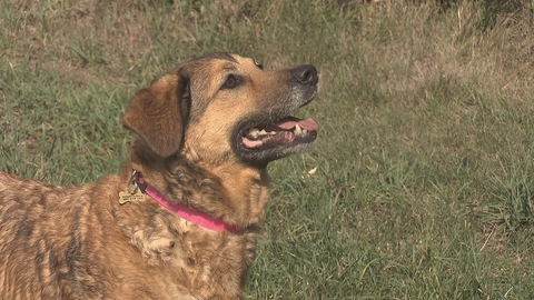 Barrandov pomáhá - Elza