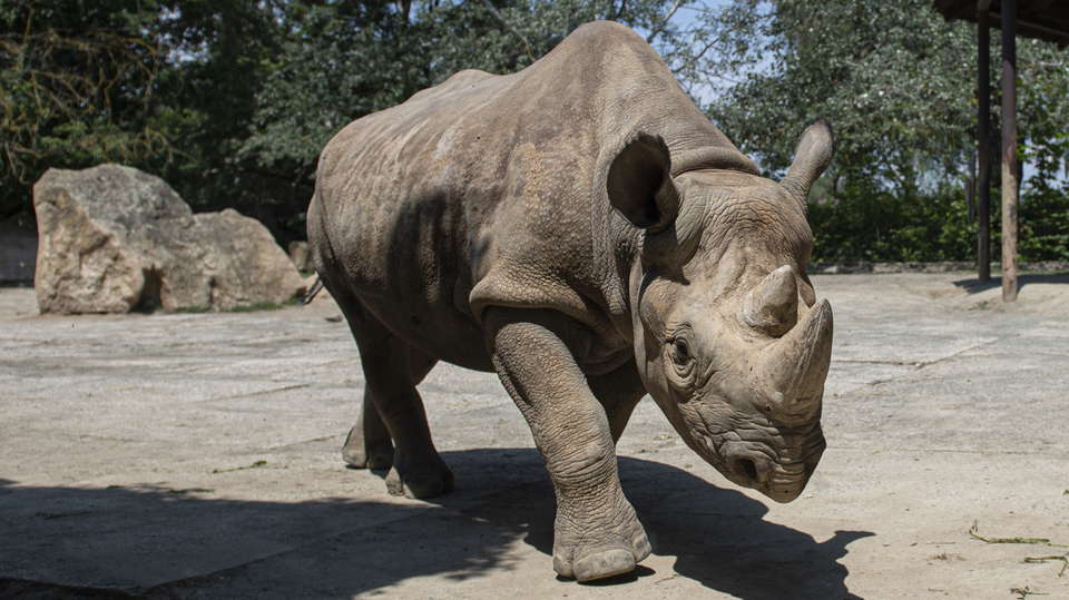 Nosorožec dvourohý.