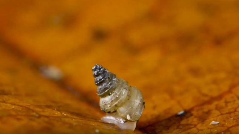 Vědci objevili nového hlemýždě, pojmenovali ho po Thunbergové