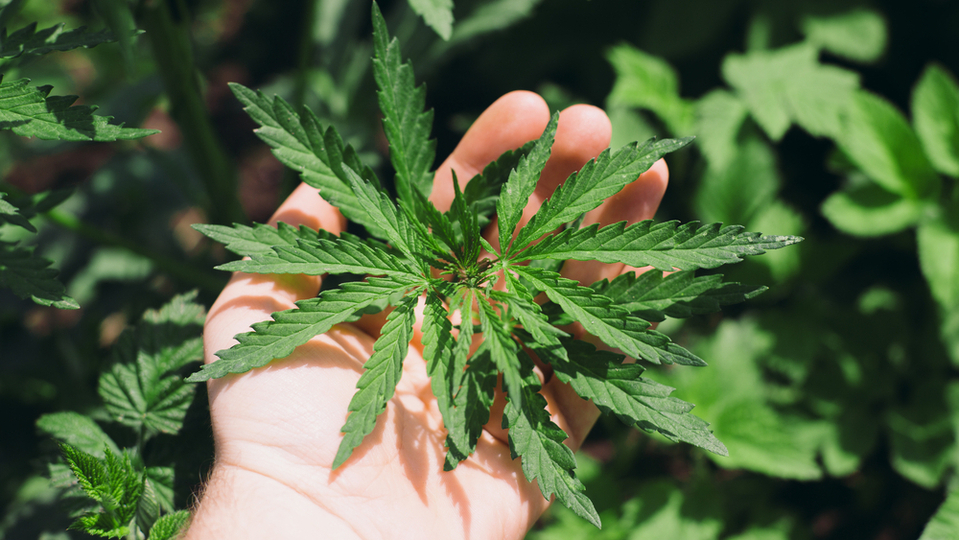 Konopné listy (ilustrační foto).