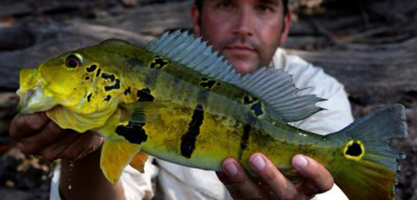 Obří ryby Amazonky