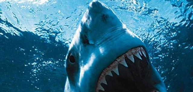 Nebezpečný žralok