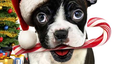 Zachráněné Vánoce