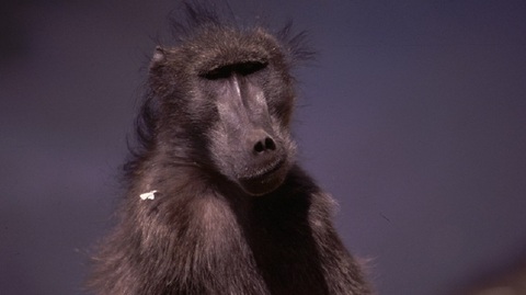 zvířecí strategie