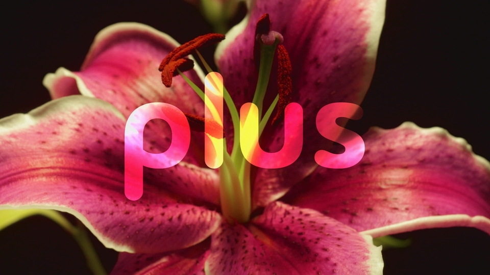 Mravenci: Tajná síla přírody