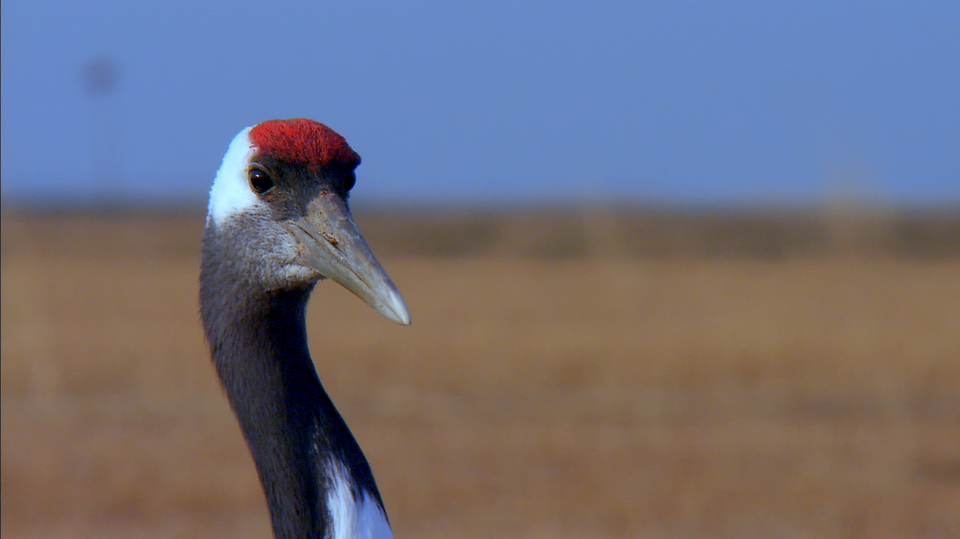 Jeřáb mandžuský (2)
