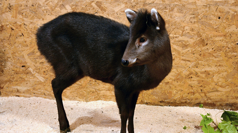 Muntžak chocholatý.