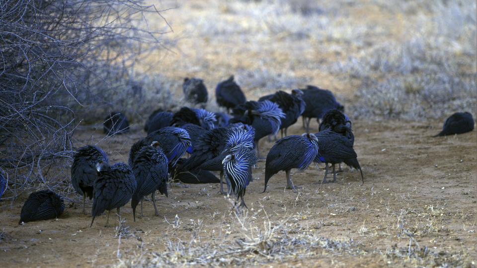 K vytváření složitých společenství není potřeba velký mozek.