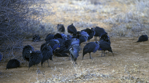 K vytváření složitých společenství není potřeba velký mozek.