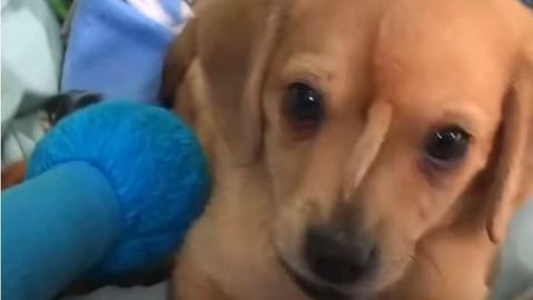 Útulek se chlubí štěnětem, jemuž trčí ocas z čela