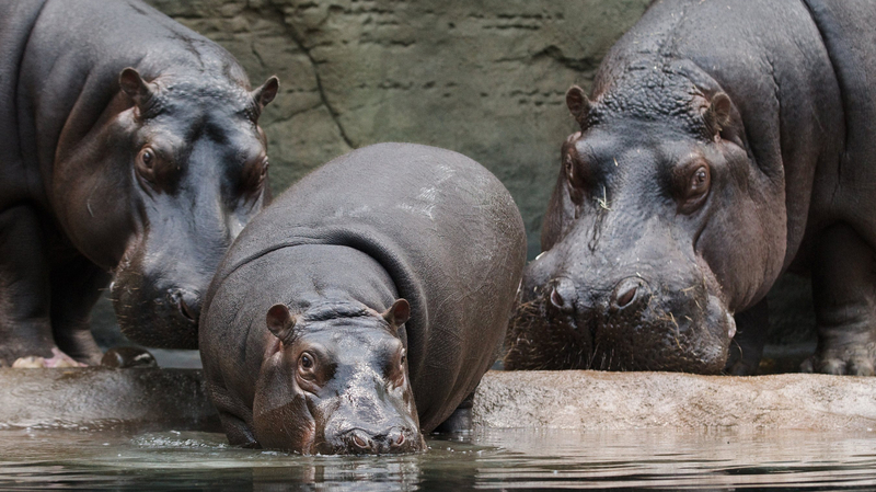 Hroši pražské zoo: zleva Maruška, Váleček a Slávek.