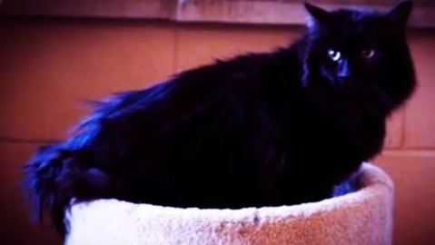 Kocour se vzdálil na 1900 kilometrů. Po pěti letech je zase doma