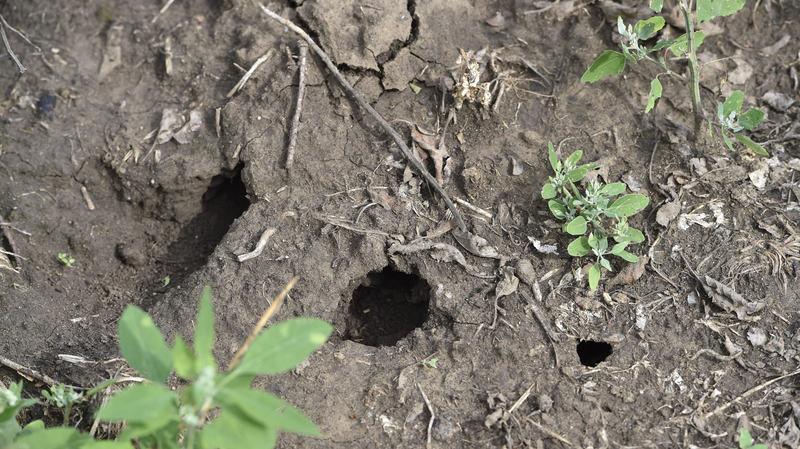 Hraboši z jihomoravský polí zatím nezmizeli.