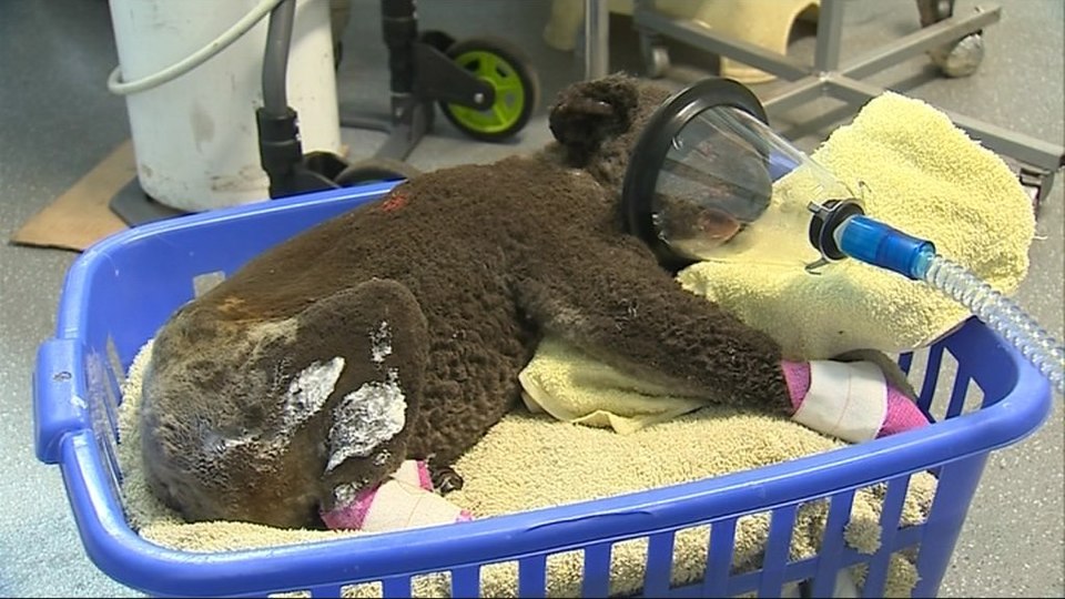 Koala zachráněný z hořícího lesa se zotavuje v nemocnici. 