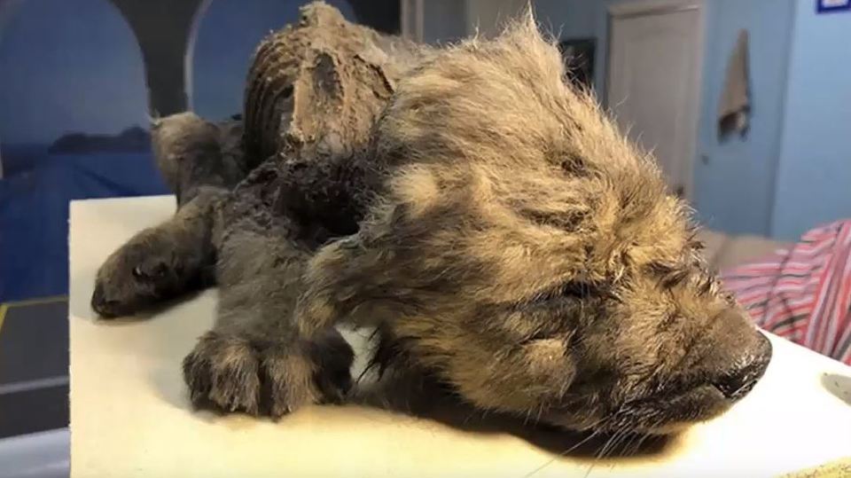 Je to pes, nebo vlk? Vědci si lámou hlavu nad zachovalým tělem