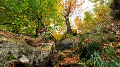 Jizerskohorské bučiny.