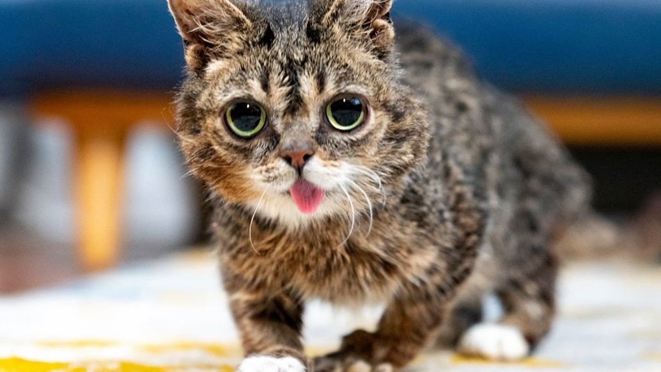 Internet přišel o další slavnou kočku. Uhynula geneticky postižená Lil Bub.