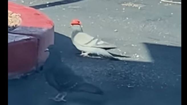 Ulicemi Las Vegas se procházejí holubi s kloboučky na hlavě.