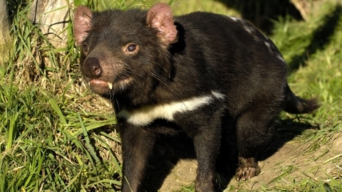 Ďábel medvědovitý.