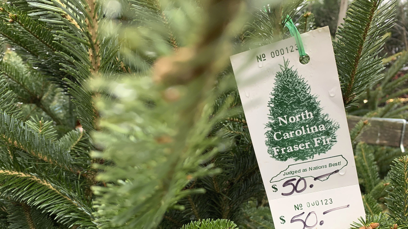  V Brně je k mání více jedliček v květináčích, prodají se všechny.