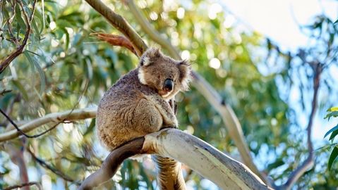 Koala medvídkovitý.