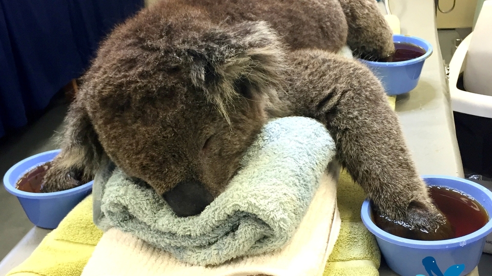 Zvířata abnormálně trpí. 